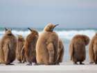 King penguin chick on beach in the Falkland Islands in the South Atlantic, Saunders Island. Art Print